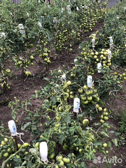 Семена томатов лучших сортов СССР