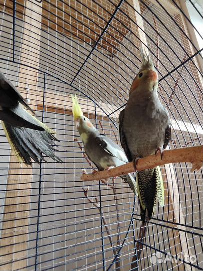 Птенцы попугая Корелла