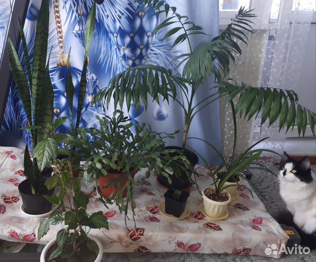 Цветы комнатные