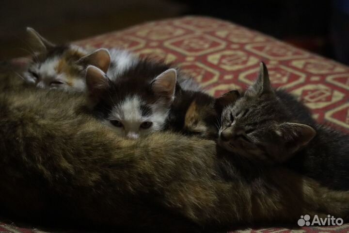 Милейшие котятки