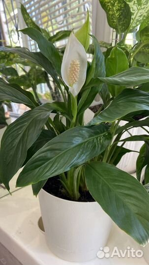 Цветы в горшках Спатифиллум
