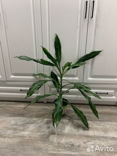Драцена широколистная