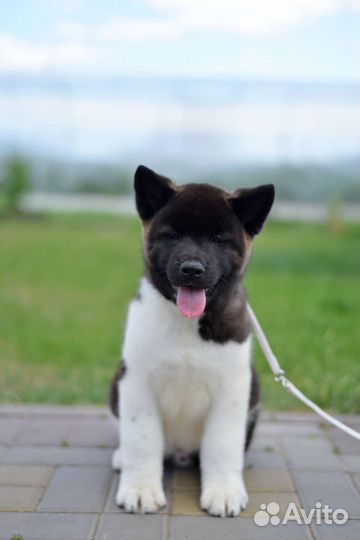 Девочки американской акиты