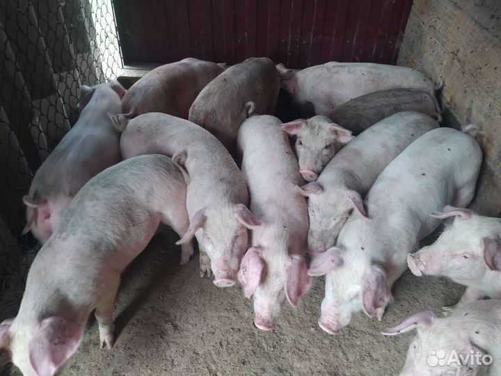 Поросята 