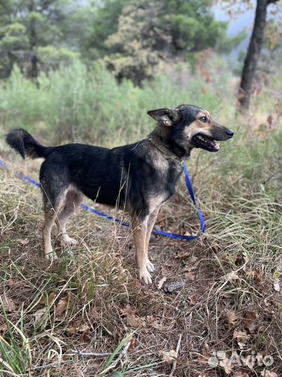 Собака в добрые руки отдам бесплатно