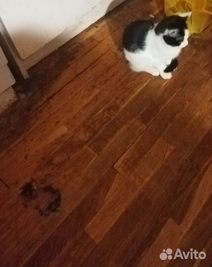 Кошка в дар бесплатно