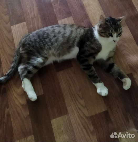 Котёнок бесплатно 7 мес