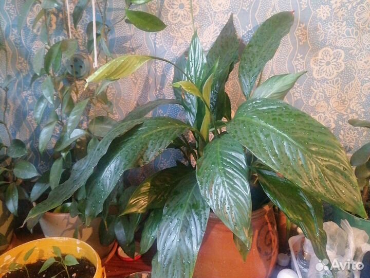 Комнатные цветы шефлера