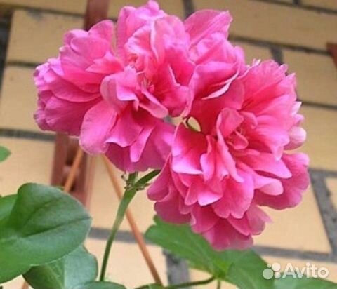 Герань пеларгония плющелистная