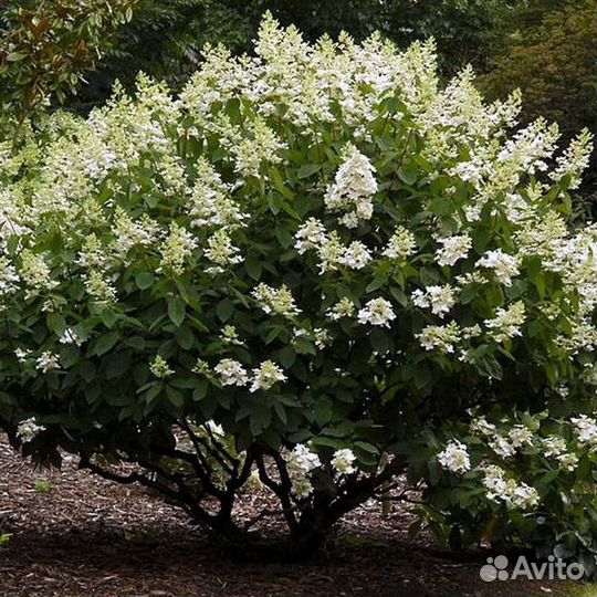 Гортензия метельчатая киушу (Kyushu) Высота 150-20