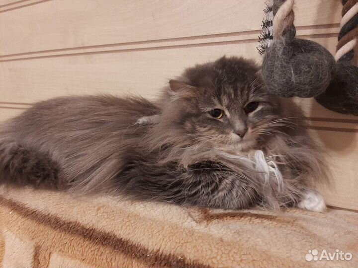 Милая кошечка Розана ищет дом