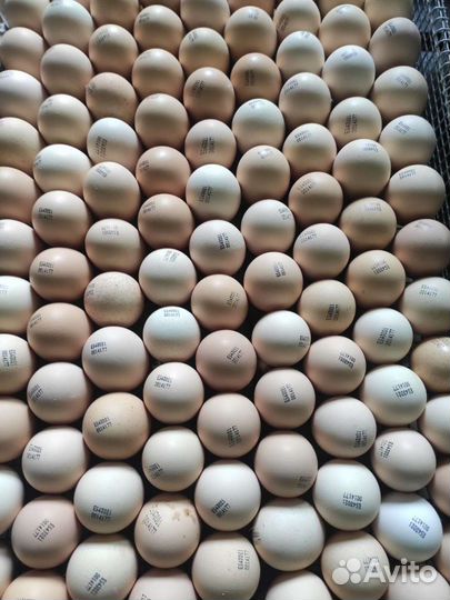 Цыплята бройлеры росс 308