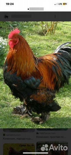 Яйцо инкубационное кохинхина