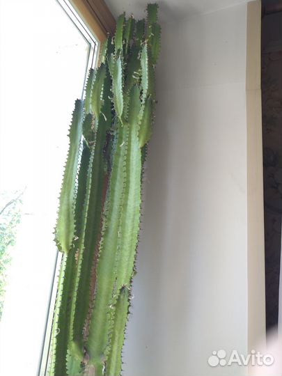 Продам кактус