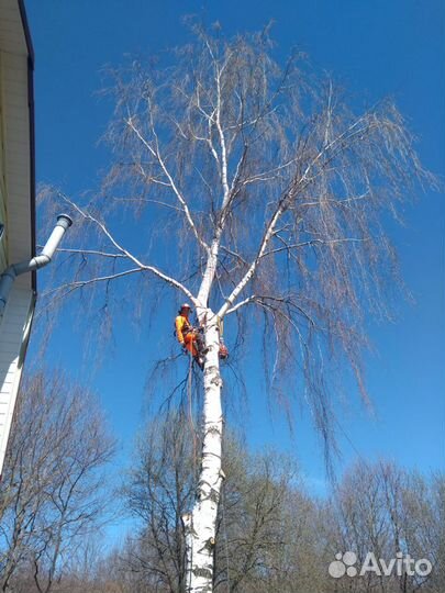 Вырубка,обрезка,спил деревьев, спустить с дерева