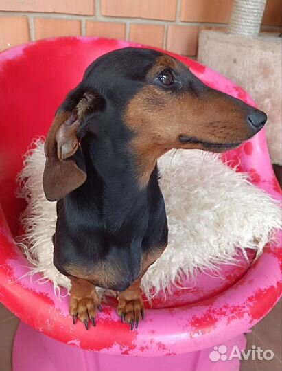 Карликовая такса