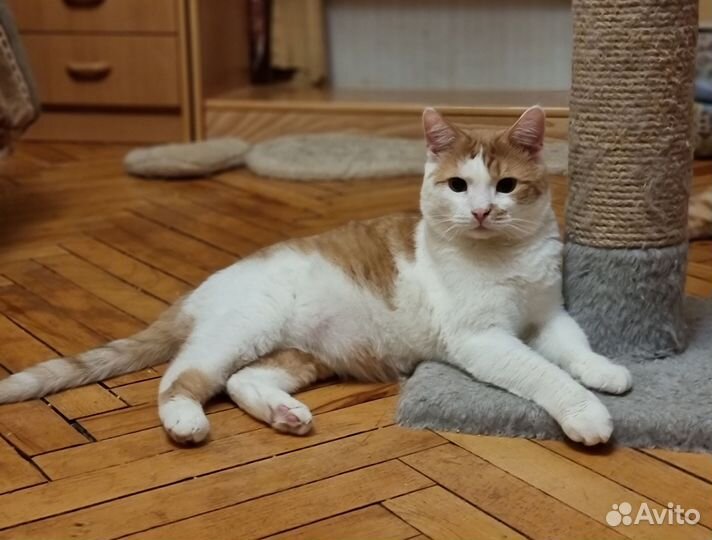 Котик с сердечком у носика