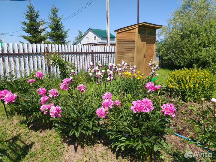 Цветы пионы рассада