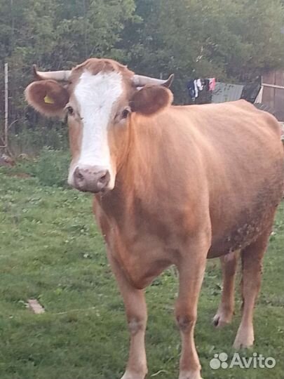 Бык,корова
