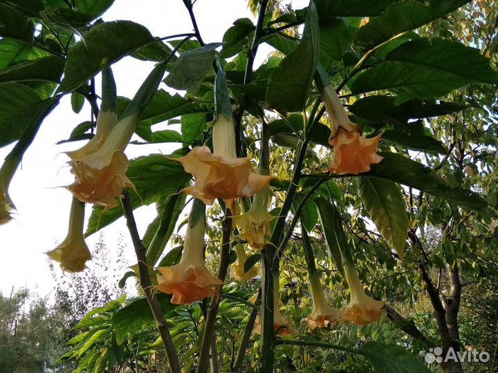 Бругмансия