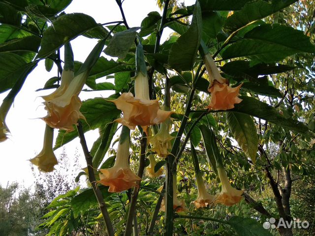 Бругмансия