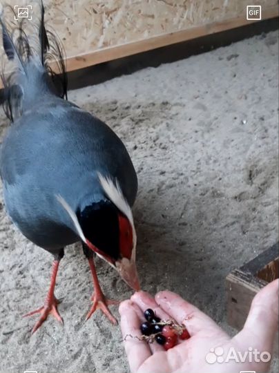 Ушастый фазан