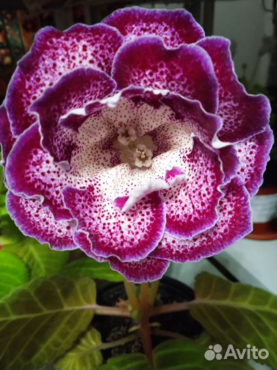 Цветущая детка махровой глоксинии