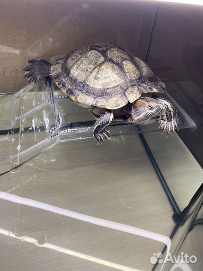 Зооняня, передержка животных