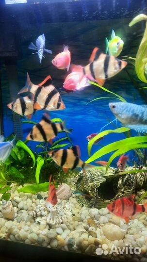 Аквариумные рыбки