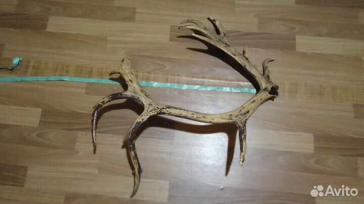 Рога оленя