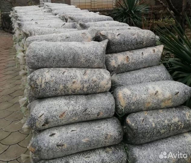 Грибные блоки вешенка