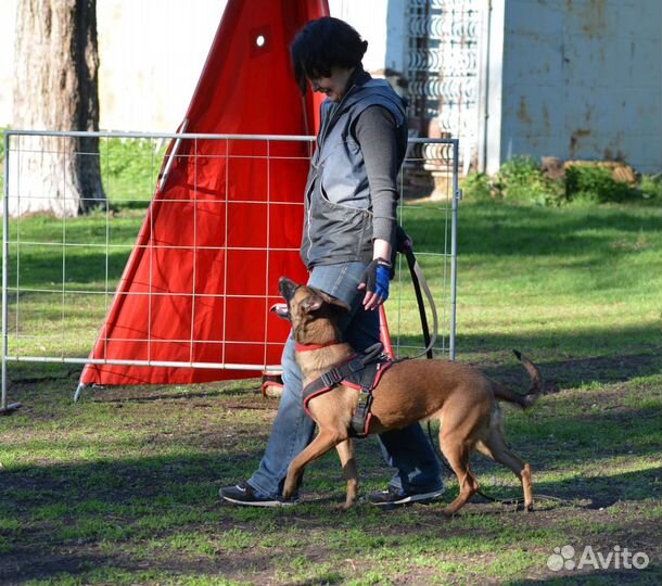 Дрессировка собак