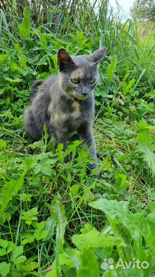 Молодая кошка