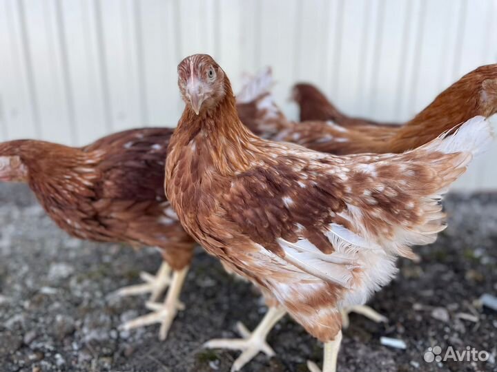 Куры Несушки Молодки