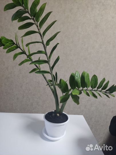 Замиокулькас