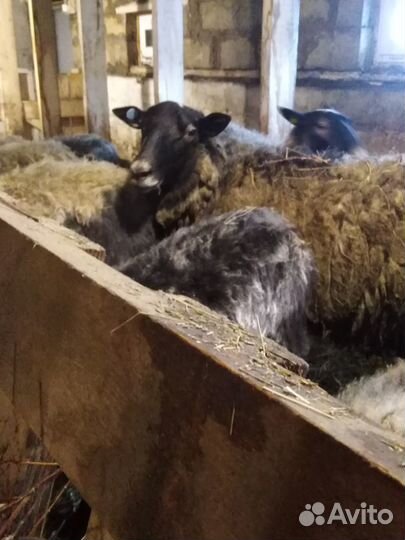 Овцы и Бараны чистокровной Романовской породы