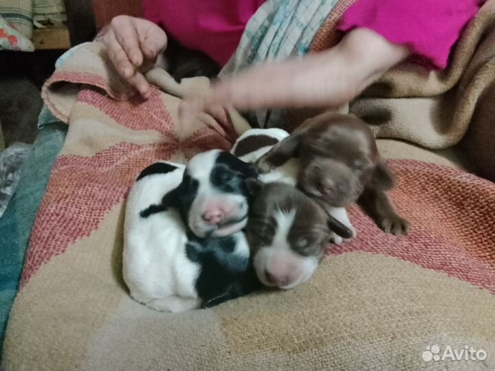 Спаниель русский