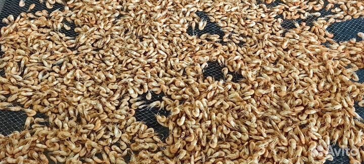 Азовская креветка