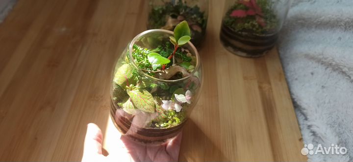 Флорариум 500 мл