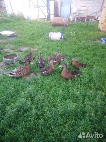 Подсадные утки и селезни