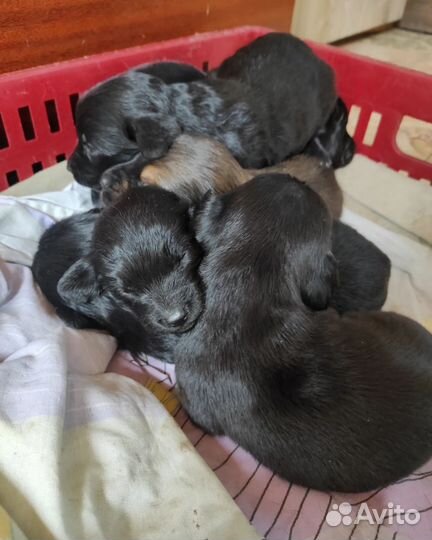 Щенки бесплатно