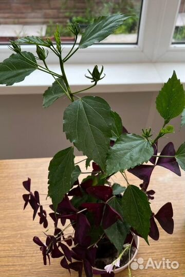 Комнатные цветы. Гибискус гибридный