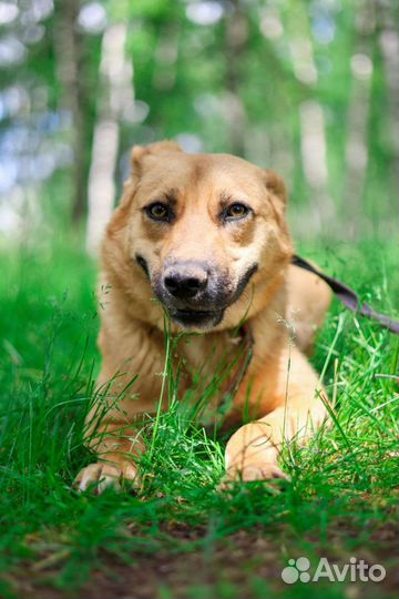 Собака улыбака из приюта в дар