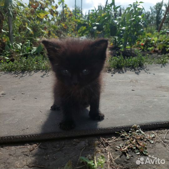 Котенок в добрые руки