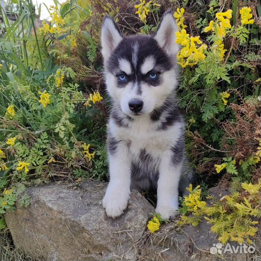 Щенки хаски