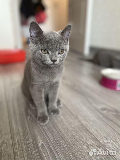 Британский котенок девочка