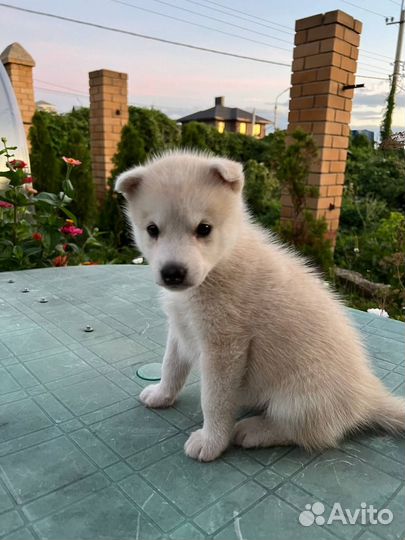 Собака хаски смесь
