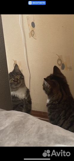 Умная кошка