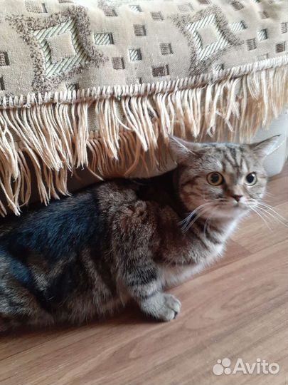 Вязка британская кошка