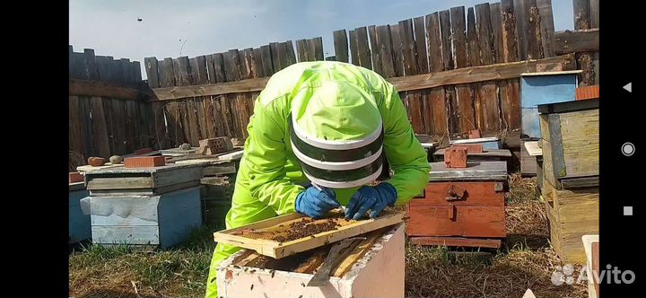 Пчелосемьи Карника